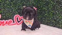 Panda, a female Shih Tzu for sale in Turlock, CA – 4 of 6