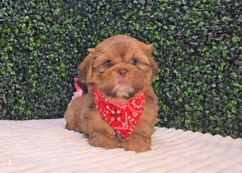 Walter Imperial – Shih Tzu puppy for sale in Turlock, CA