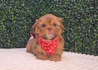 Walter Imperial, a male Shih Tzu for sale in Turlock, CA – 1 of 5