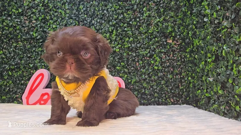 Luigi – Shih Tzu puppy for sale in Turlock, CA
