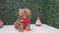 Cooper, a male Shih Tzu for sale in Turlock, CA – 4 of 6