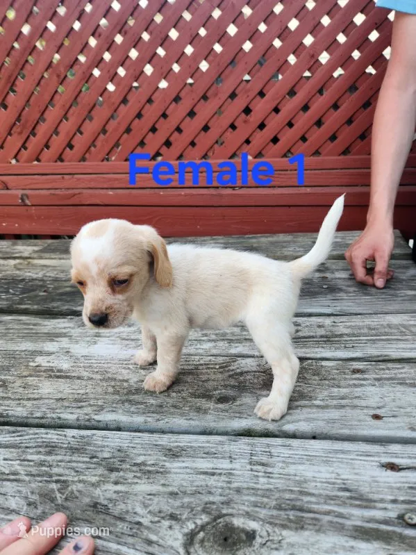 Female 1 – Beagle puppy for sale in Athens, PA