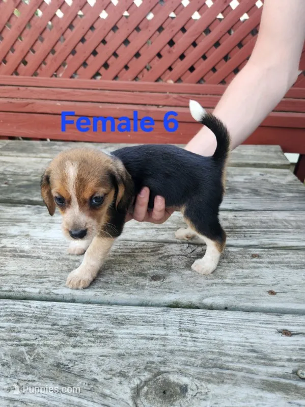 Female 6 – Beagle puppy for sale in Athens, PA