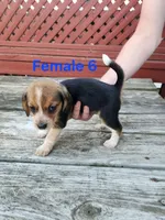 Female 6, a female Beagle for sale in Athens, PA – 1 of 1