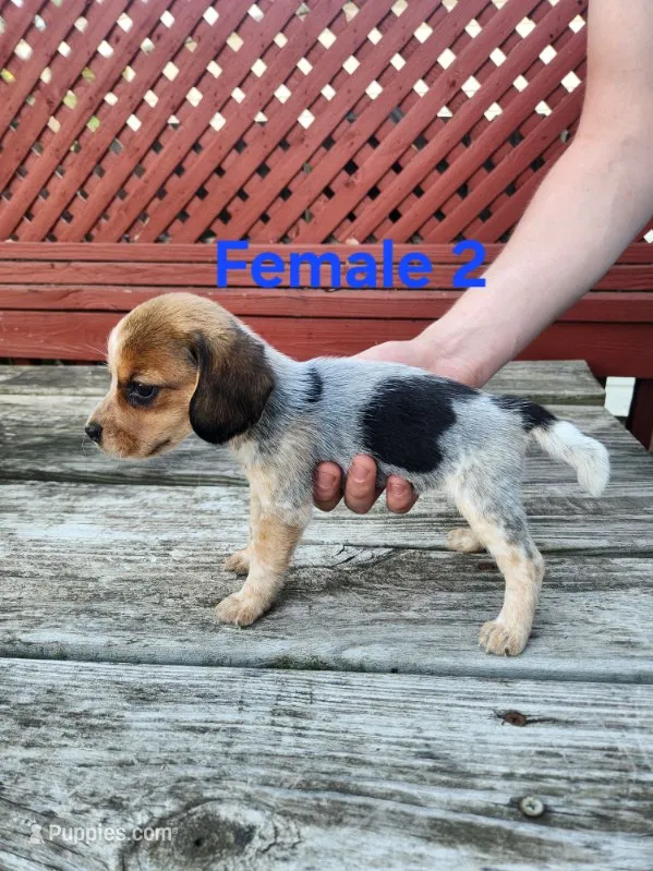 Female 2 – Beagle puppy for sale in Athens, PA