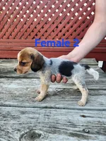 Female 2, a female Beagle for sale in Athens, PA – 1 of 1