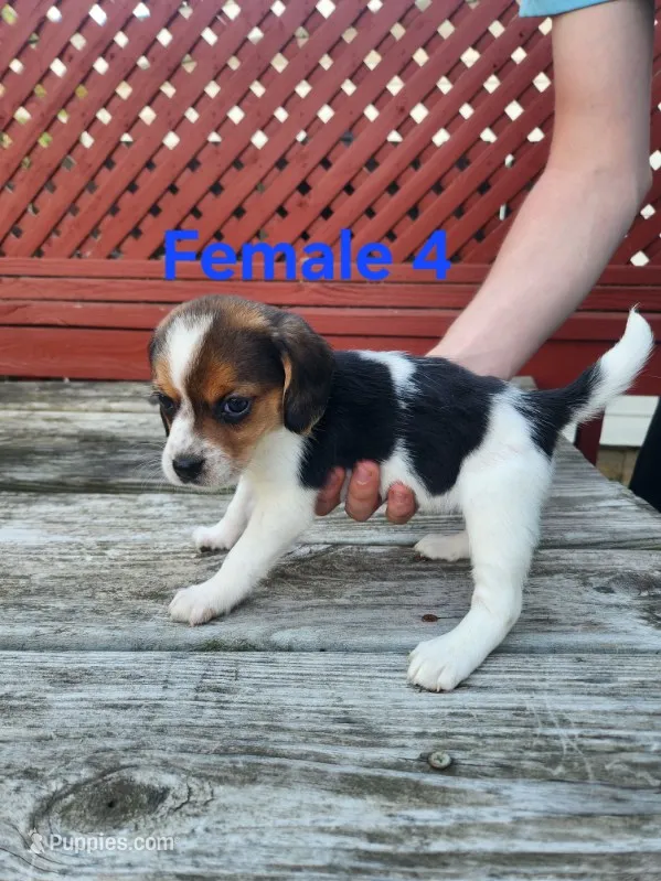 Female 4 – Beagle puppy for sale in Athens, PA