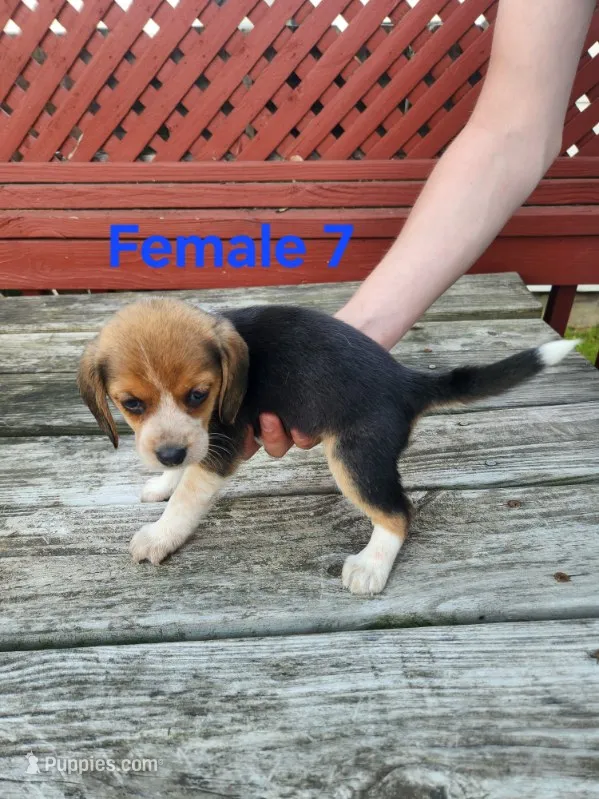 Female 7 – Beagle puppy for sale in Athens, PA