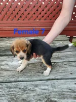 Female 7, a female Beagle for sale in Athens, PA – 1 of 1