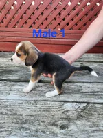 Male 1, a male Beagle for sale in Athens, PA – 1 of 1
