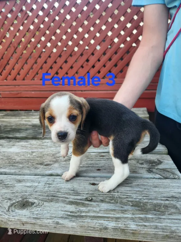 Female 3 – Beagle puppy for sale in Athens, PA