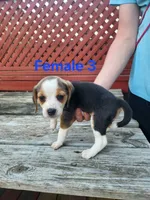 Female 3, a female Beagle for sale in Athens, PA – 1 of 1