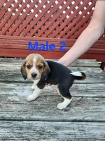 Male 2, a male Beagle for sale in Athens, PA – 1 of 1