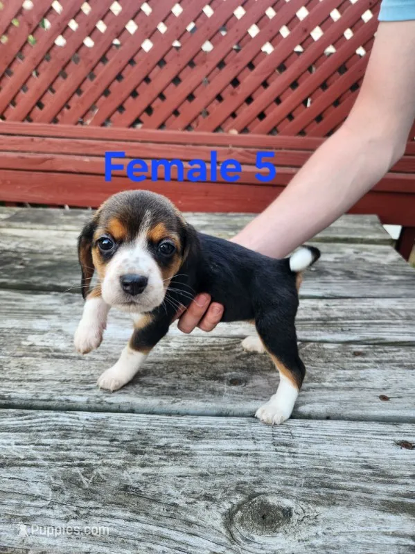 Female 5 – Beagle puppy for sale in Athens, PA