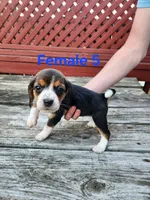 Female 5, a female Beagle for sale in Athens, PA – 1 of 1