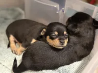 Azzi, a female Chihuahua for sale in Riverview, FL – 6 of 6