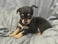 Azzi, a female Chihuahua for sale in Riverview, FL – 3 of 6