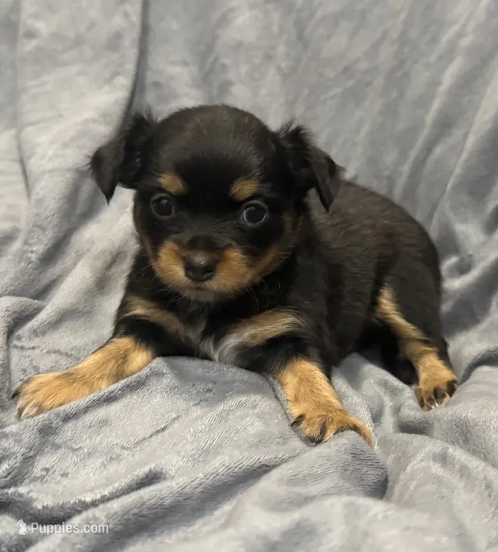 Kiki – Chihuahua puppy for sale in Riverview, FL