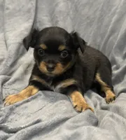 Kiki, a female Chihuahua for sale in Riverview, FL – 1 of 5