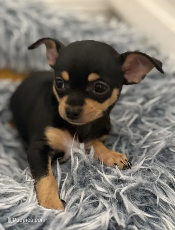 Azzi – Chihuahua puppy for sale in Riverview, FL