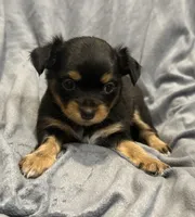 Kiki, a female Chihuahua for sale in Riverview, FL – 2 of 5