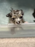 Precious, a female Chihuahua for sale in Riverview, FL – 7 of 7