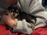 Azzi, a female Chihuahua for sale in Riverview, FL – 5 of 6