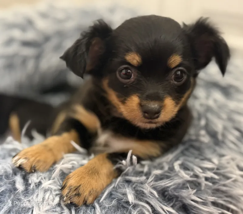 Kiki – Chihuahua puppy for sale in Riverview, FL