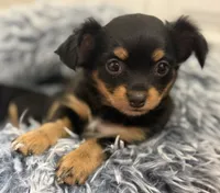 Kiki, a female Chihuahua for sale in Riverview, FL – 1 of 6