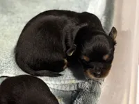 Kiki, a female Chihuahua for sale in Riverview, FL – 5 of 5