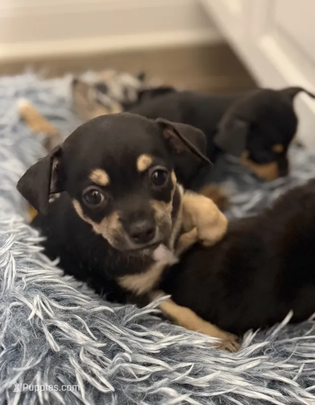 Chocolate  – Chihuahua puppy for sale in Riverview, FL