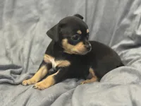 Azzi, a female Chihuahua for sale in Riverview, FL – 2 of 6