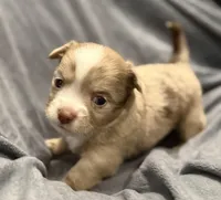 Fuzzy, a male Chihuahua for sale in Riverview, FL – Photo 2 of 7