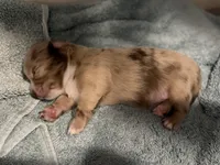 Fuzzy, a male Chihuahua for sale in Riverview, FL – Photo 7 of 7