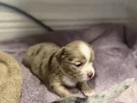 Fuzzy, a male Chihuahua for sale in Riverview, FL – Photo 5 of 7