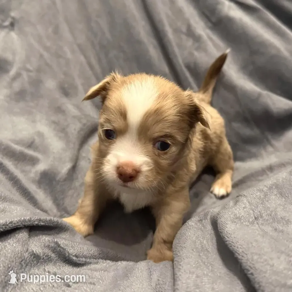 Fuzzy, a male Chihuahua for sale in Riverview, FL – Photo 6 of 7