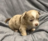 Fuzzy, a male Chihuahua for sale in Riverview, FL – Photo 3 of 7