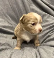 Fuzzy, a male Chihuahua for sale in Riverview, FL – Photo 1 of 7