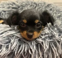 Kiki, a female Chihuahua for sale in Riverview, FL – 2 of 6