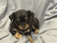 Kiki, a female Chihuahua for sale in Riverview, FL – 3 of 5
