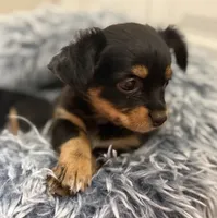 Kiki, a female Chihuahua for sale in Riverview, FL – 3 of 6