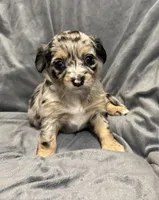Precious, a female Chihuahua for sale in Riverview, FL – 4 of 7