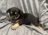 Chocolate , a male Chihuahua for sale in Riverview, FL – 4 of 4