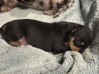 Kiki, a female Chihuahua for sale in Riverview, FL – 4 of 5
