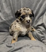 Precious, a female Chihuahua for sale in Riverview, FL – 2 of 7