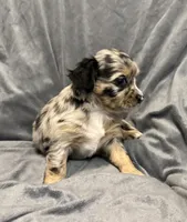 Precious, a female Chihuahua for sale in Riverview, FL – 3 of 7