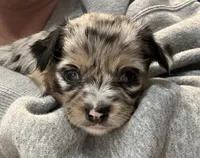 Precious, a female Chihuahua for sale in Riverview, FL – 5 of 7