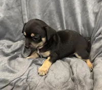 Chocolate , a male Chihuahua for sale in Riverview, FL – 3 of 4