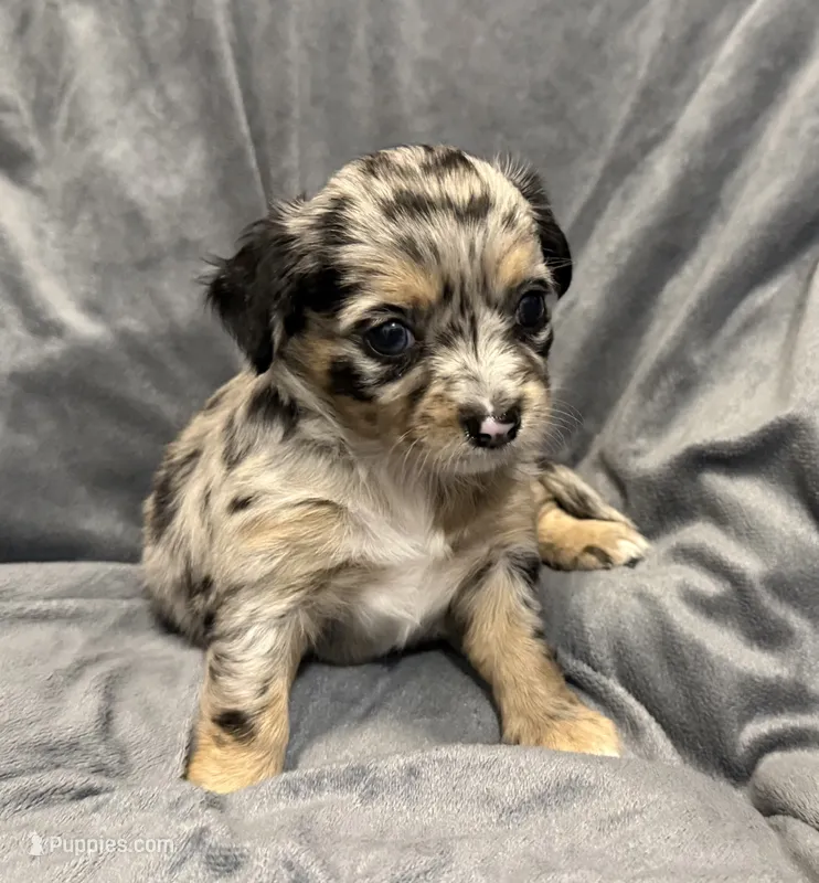 Precious – Chihuahua puppy for sale in Riverview, FL