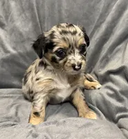 Precious, a female Chihuahua for sale in Riverview, FL – 1 of 7